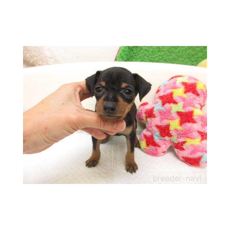 販売中の大阪府のミニチュアピンシャー(ミニピン)-429481の2枚目