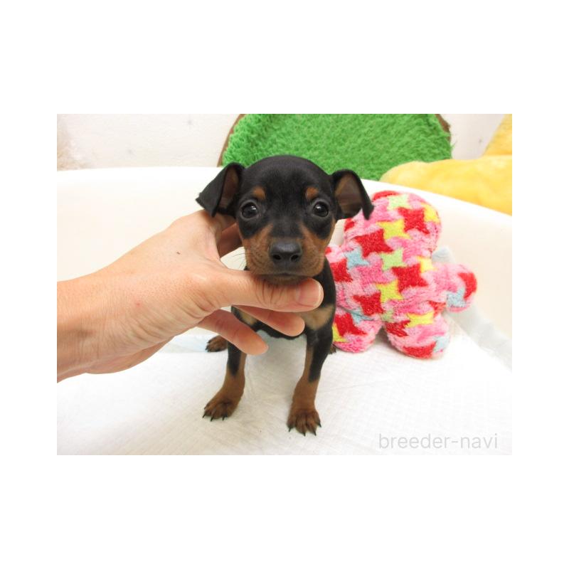 販売中の大阪府のミニチュアピンシャー(ミニピン)-429482の1枚目