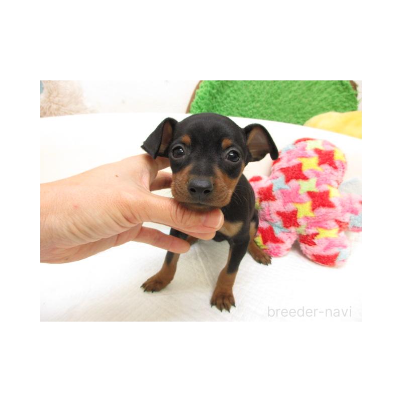 販売中の大阪府のミニチュアピンシャー(ミニピン)-429482の2枚目