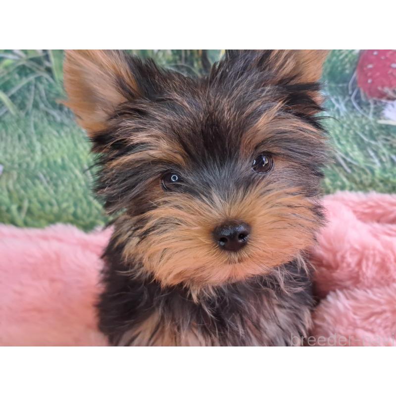 販売中の愛知県のヨークシャーテリア-415198