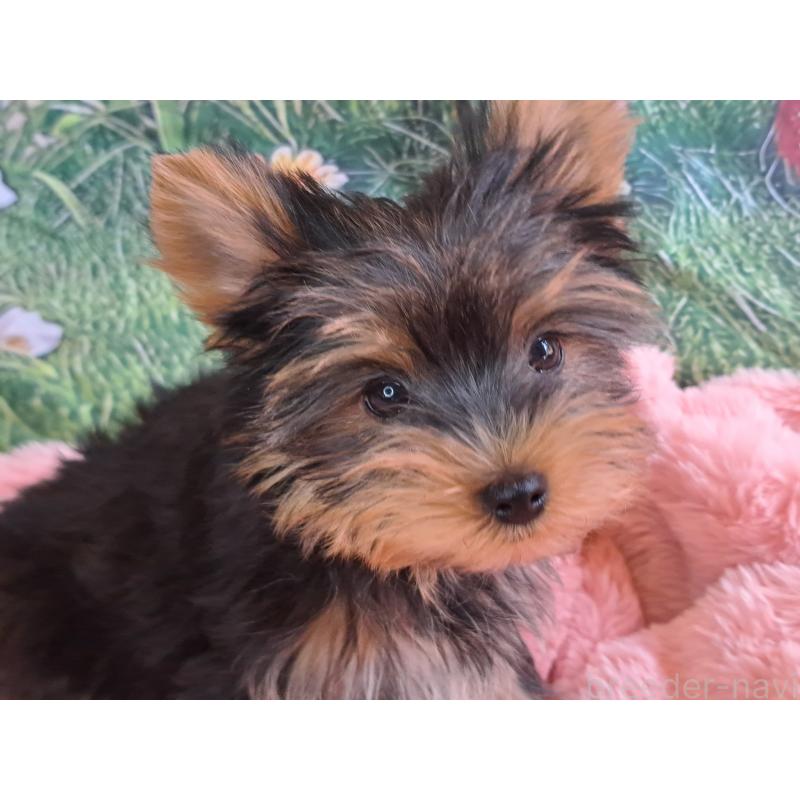 成約済の愛知県のヨークシャーテリア-415198の5枚目