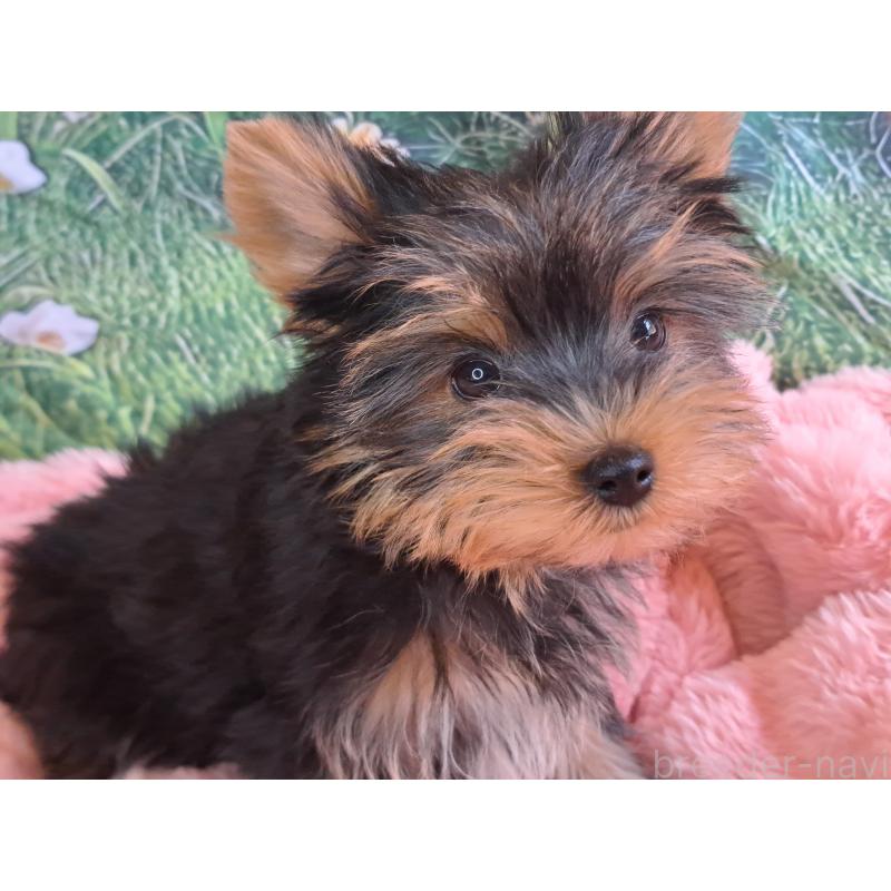 成約済の愛知県のヨークシャーテリア-415198の4枚目