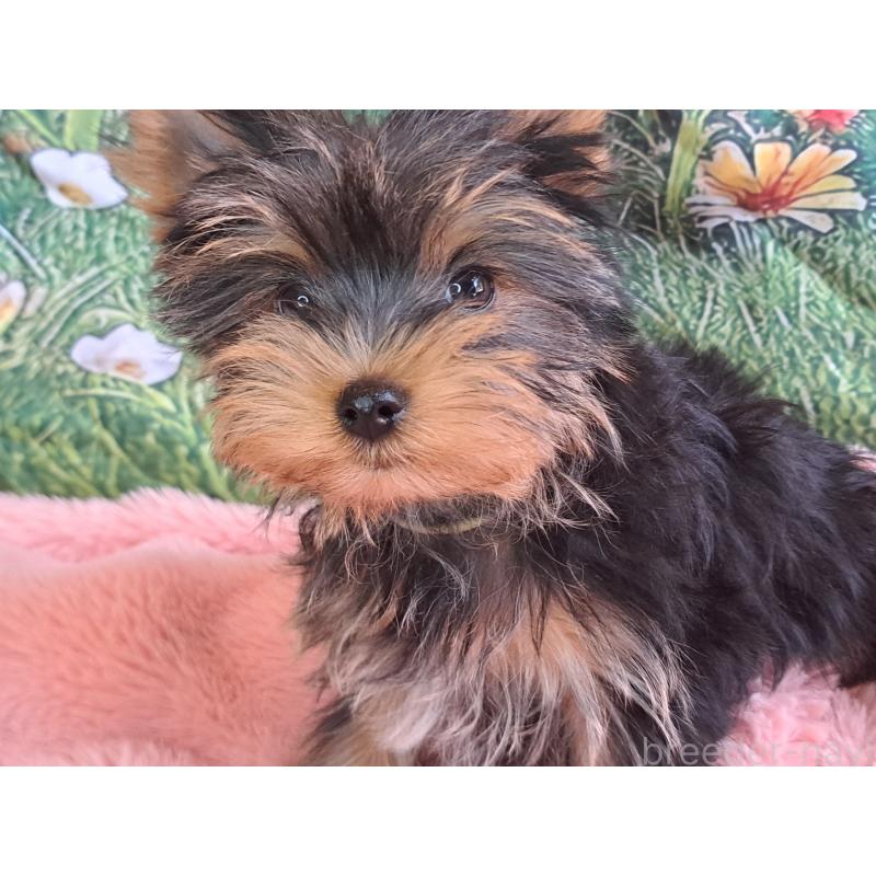 成約済の愛知県のヨークシャーテリア-415198の3枚目