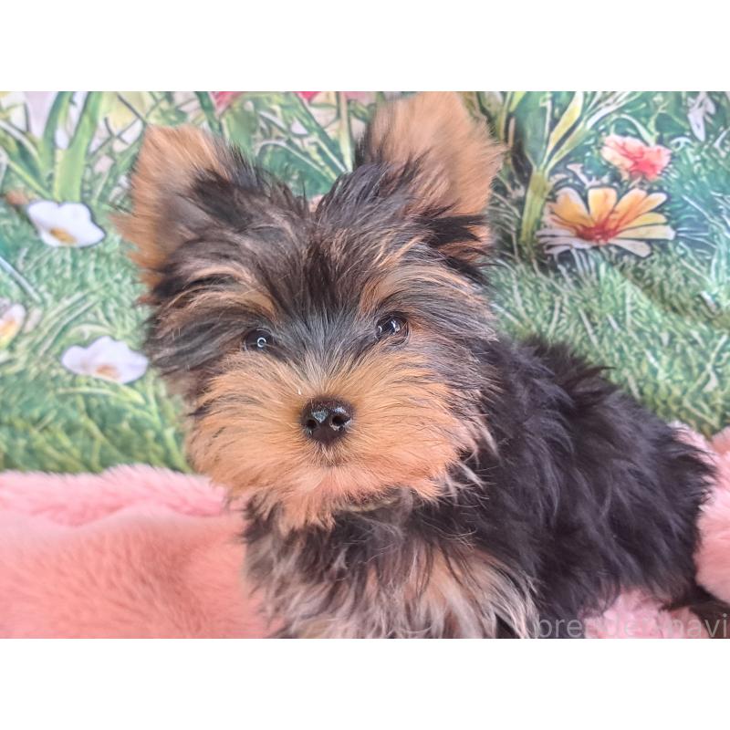 成約済の愛知県のヨークシャーテリア-415198の2枚目