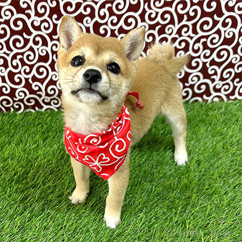 販売中の神奈川県の豆柴-429484の1枚目