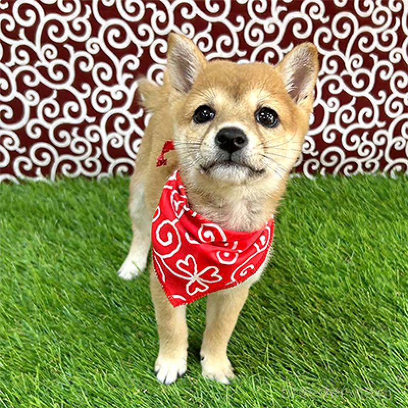 販売中の神奈川県の豆柴-429484の4枚目