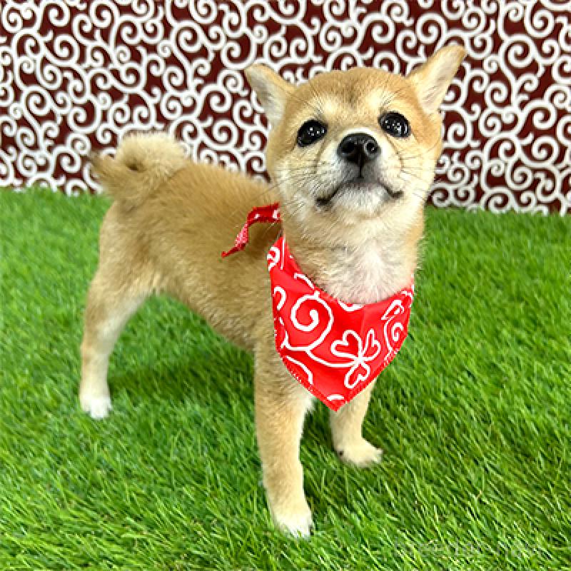 販売中の神奈川県の豆柴-429484の3枚目