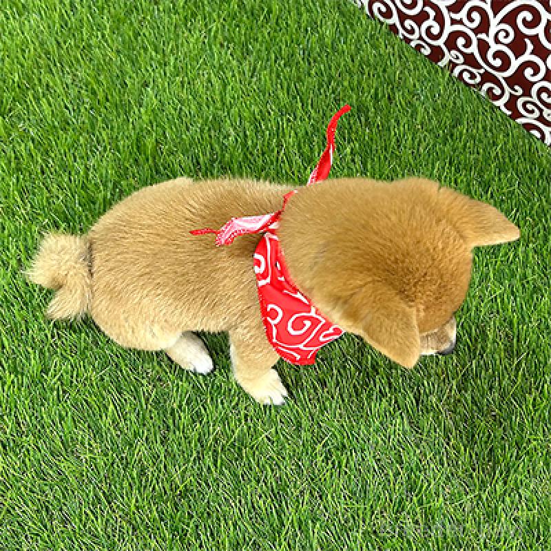 販売中の神奈川県の豆柴-429484の2枚目