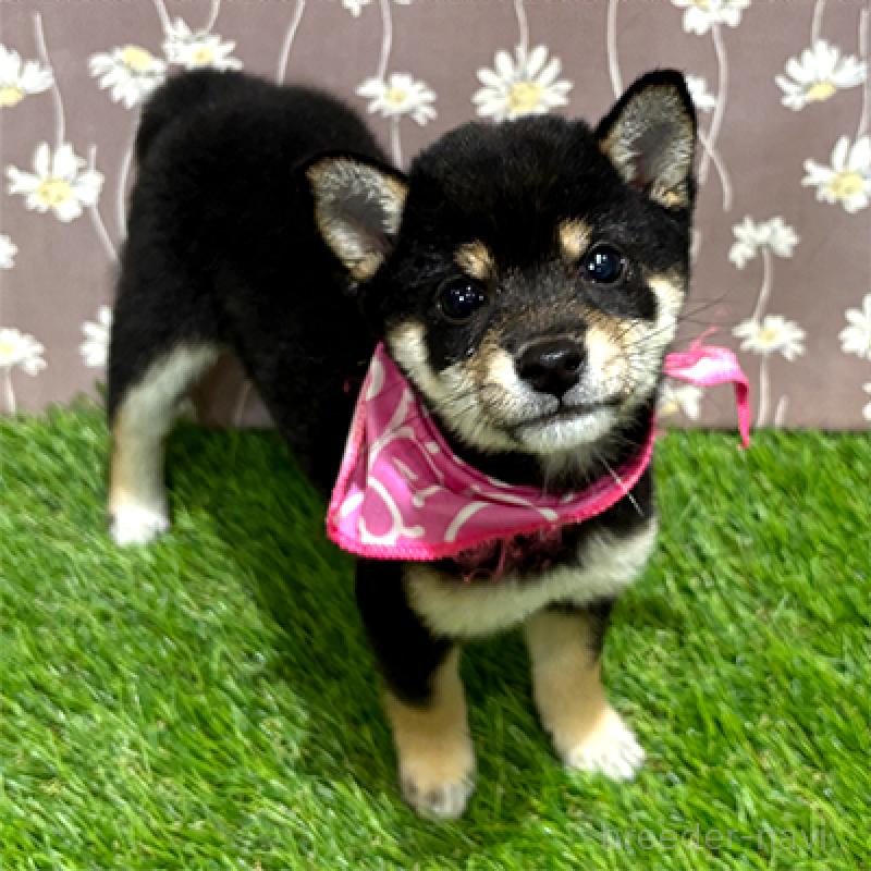 神奈川県の豆柴｜女の子・2025/08/18生まれ・赤色（子犬ID：429484