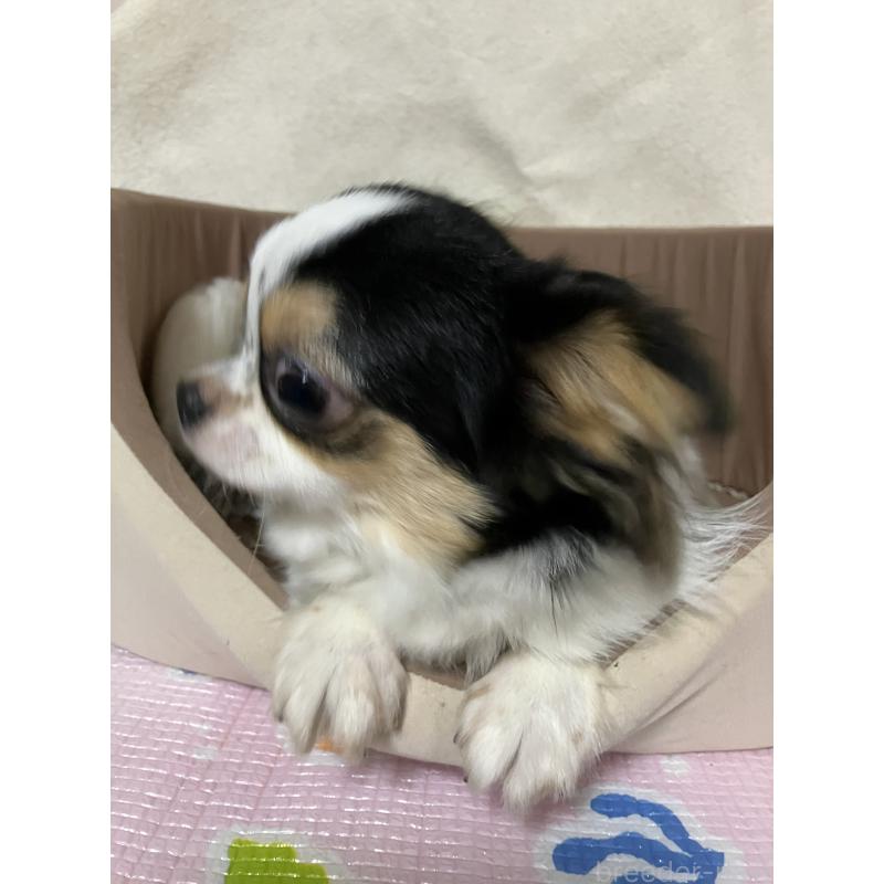 販売中の埼玉県のチワワ(ロングコート)-392193の1枚目