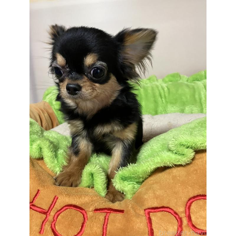 販売中の埼玉県のチワワ(ロングコート)-392194の2枚目