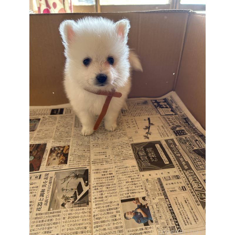 成約済の愛知県の日本スピッツ-427260の5枚目