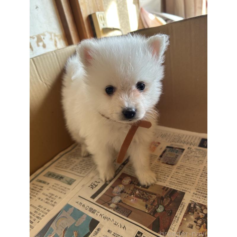 成約済の愛知県の日本スピッツ-427260の4枚目