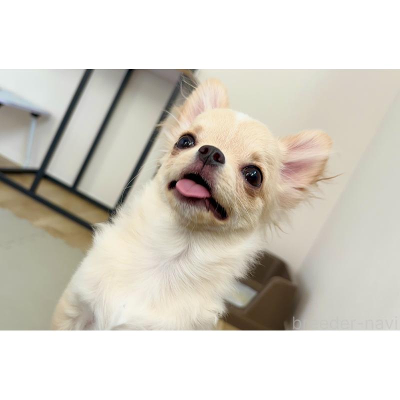 販売中の広島県のチワワ(ロングコート)-412208の3枚目