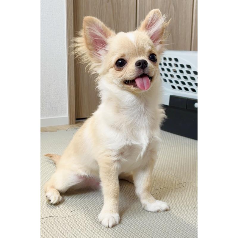 販売中の広島県のチワワ(ロングコート)-412208