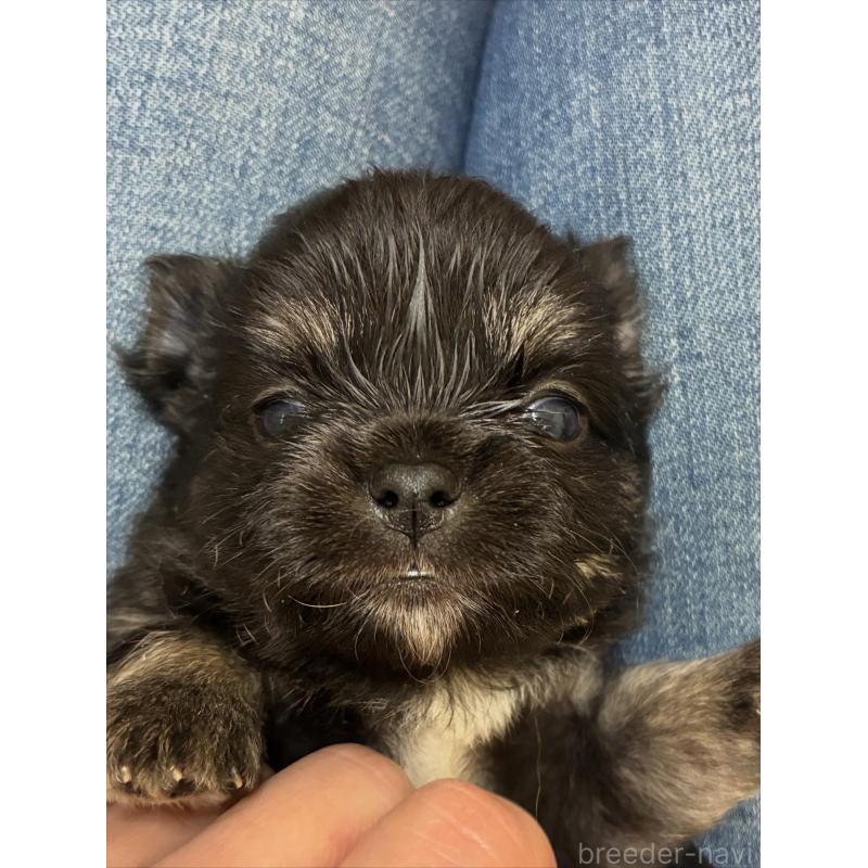 販売中の北海道のチワワ(ロングコート)-429486の4枚目