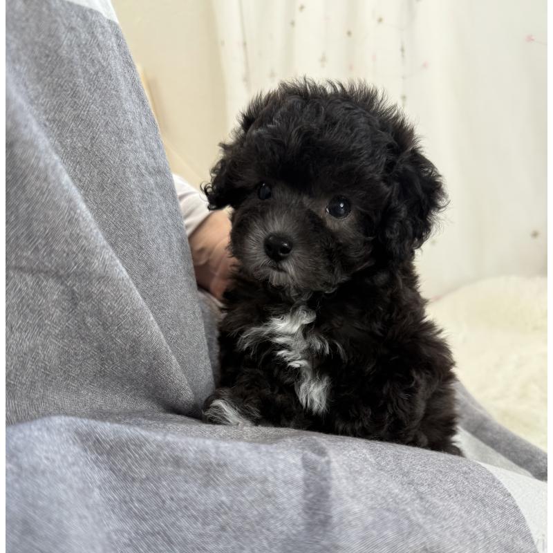 成約済の大阪府のティーカッププードル-428020の13枚目