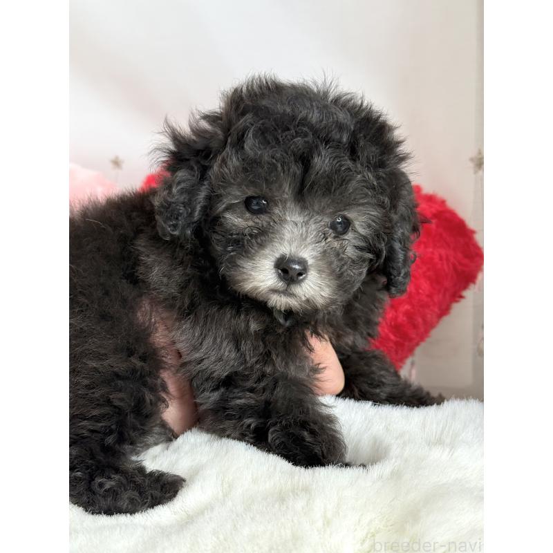 成約済の大阪府のティーカッププードル-428099の3枚目