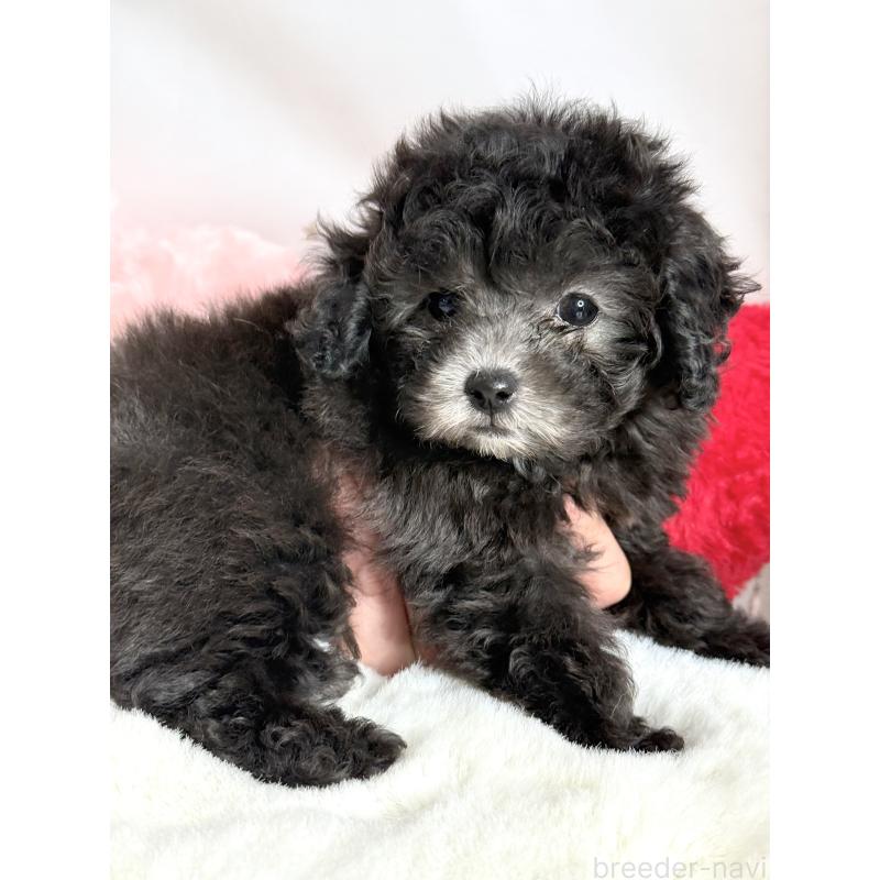 成約済の大阪府のティーカッププードル-428099の2枚目