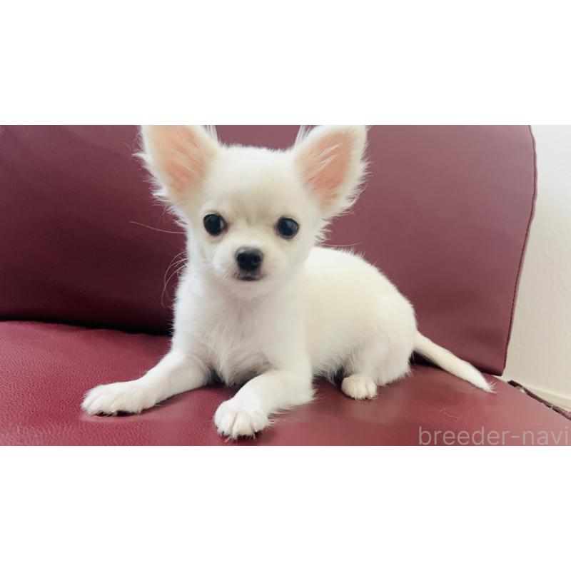 販売中の愛知県のチワワ(ロングコート)-419717の3枚目