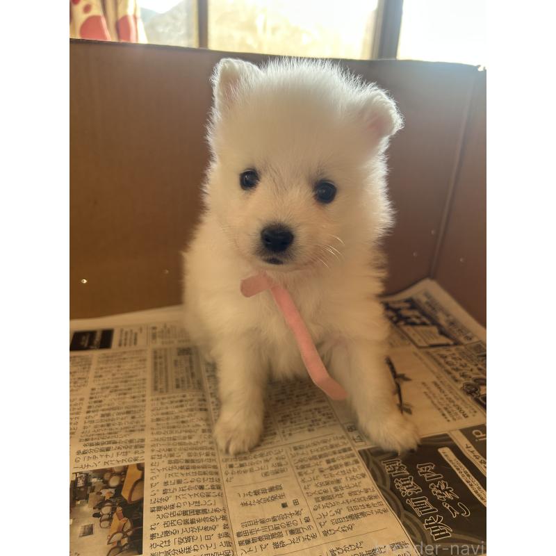 成約済の愛知県の日本スピッツ-427262の8枚目