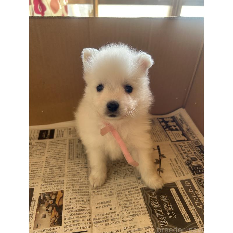 成約済の愛知県の日本スピッツ-427262の7枚目