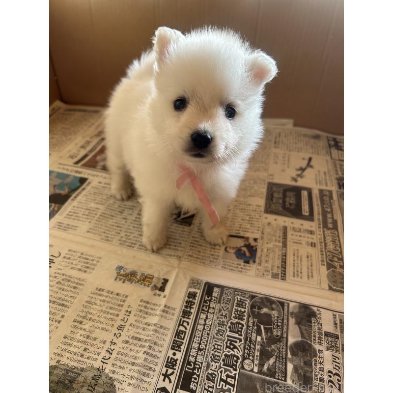 成約済の愛知県の日本スピッツ-427262の6枚目