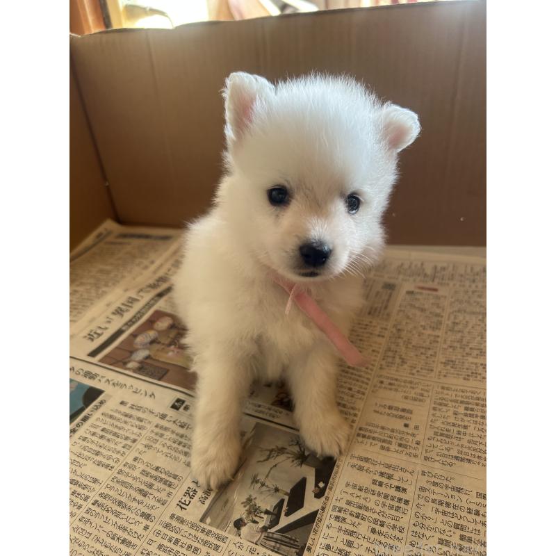 成約済の愛知県の日本スピッツ-427262の5枚目