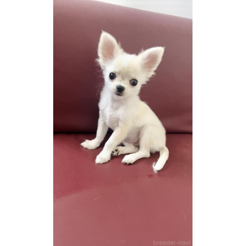 成約済の愛知県のチワワ(ロングコート)-419715の2枚目