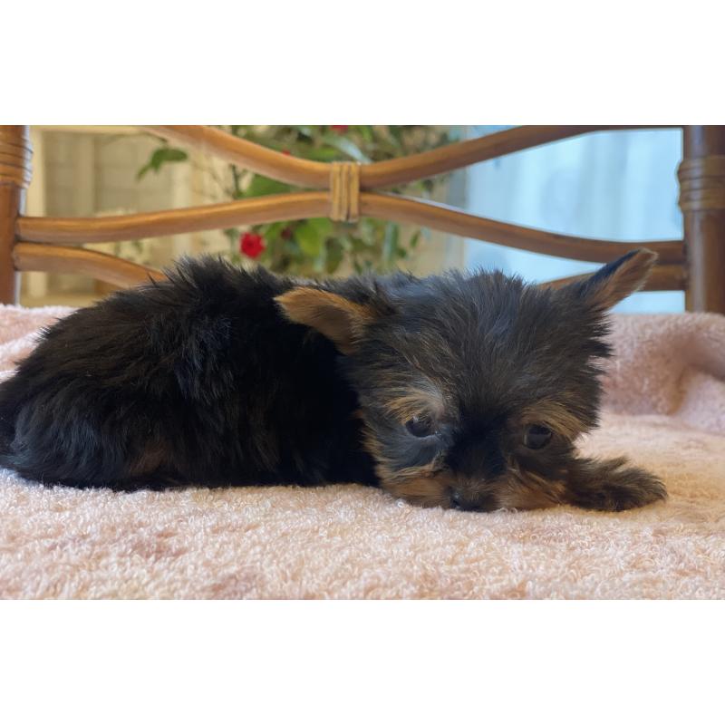 販売中の埼玉県のヨークシャーテリア-429487の6枚目