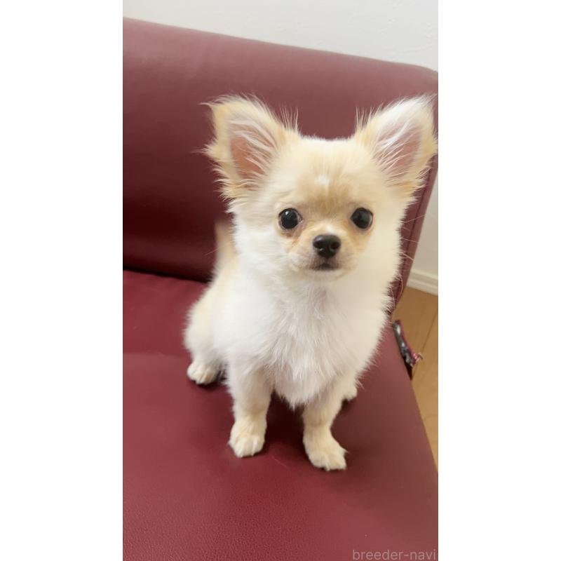 販売中の愛知県のチワワ(ロングコート)-417333の3枚目