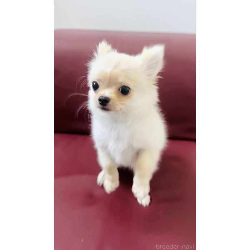 販売中の愛知県のチワワ(ロングコート)-417333の2枚目