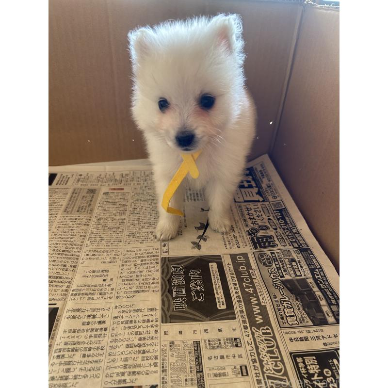 成約済の愛知県の日本スピッツ-427266の19枚目