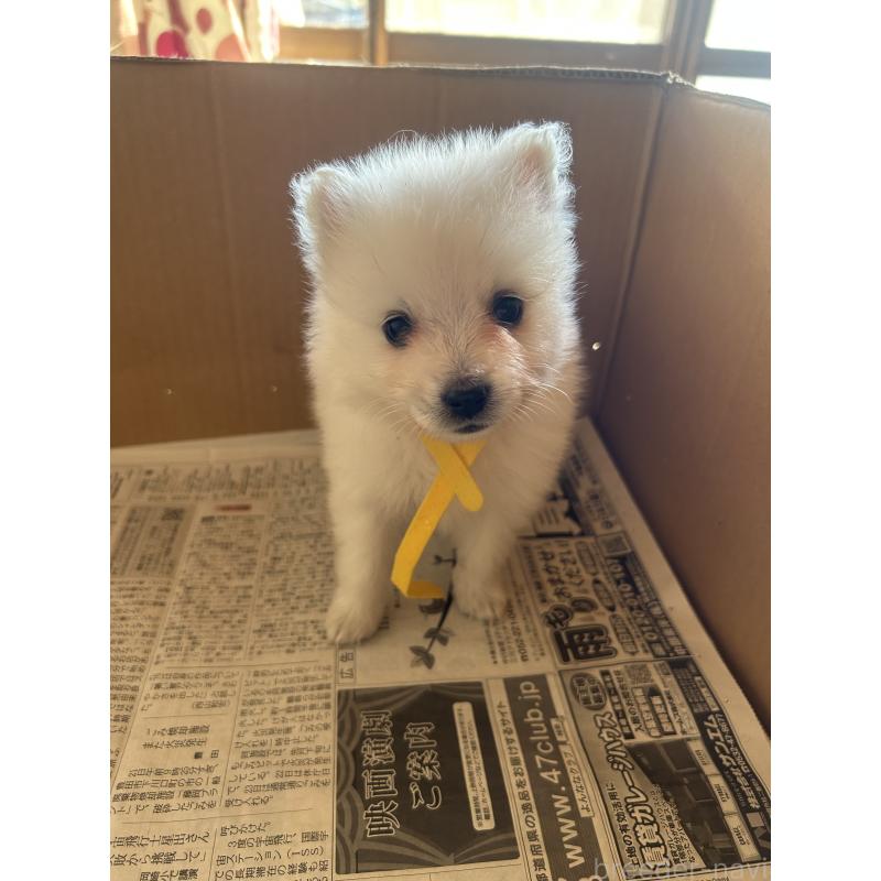 成約済の愛知県の日本スピッツ-427266の18枚目