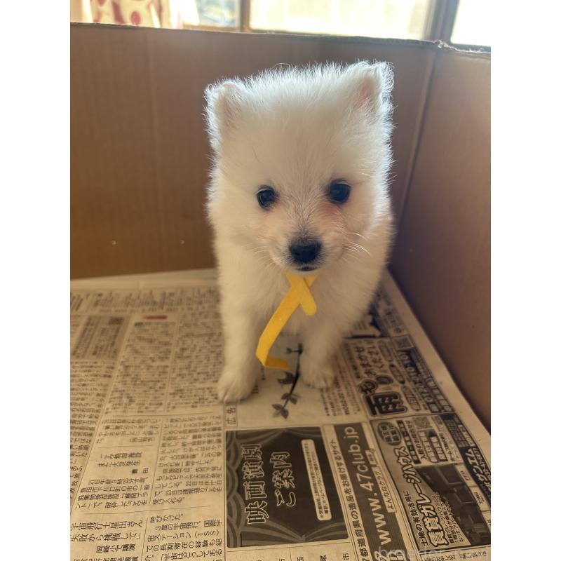 成約済の愛知県の日本スピッツ-427266の17枚目