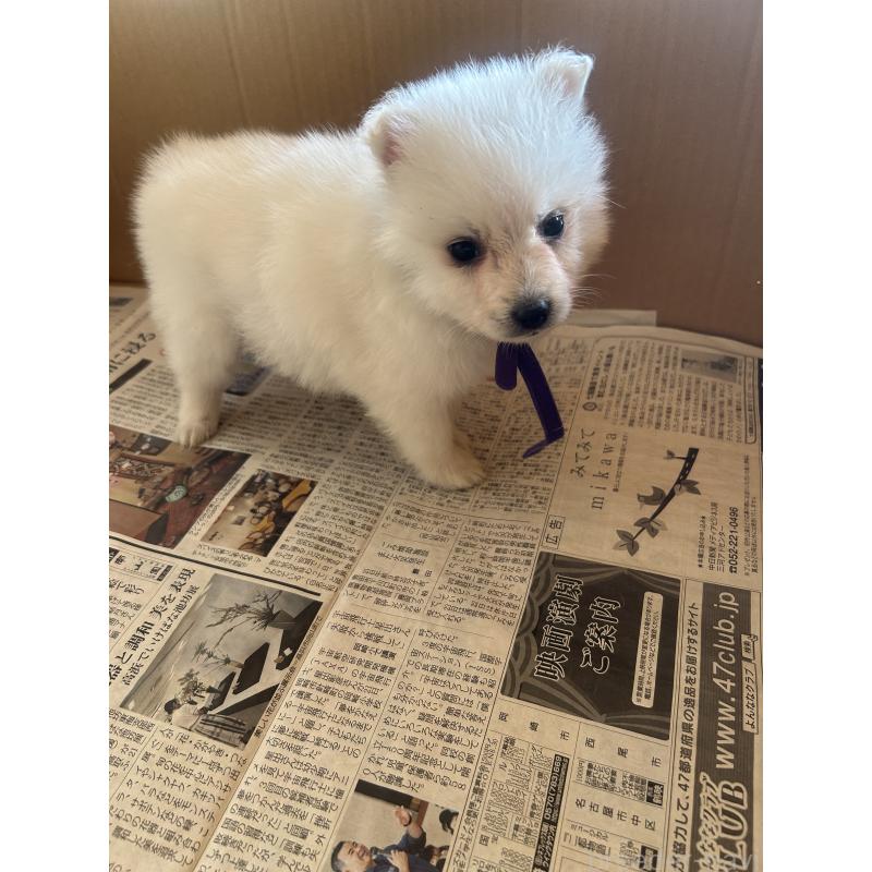 販売中の愛知県の日本スピッツ-427264の13枚目