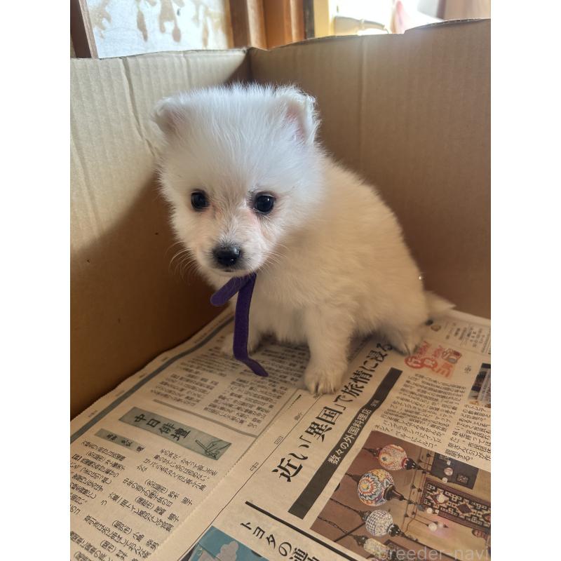 販売中の愛知県の日本スピッツ-427264の12枚目