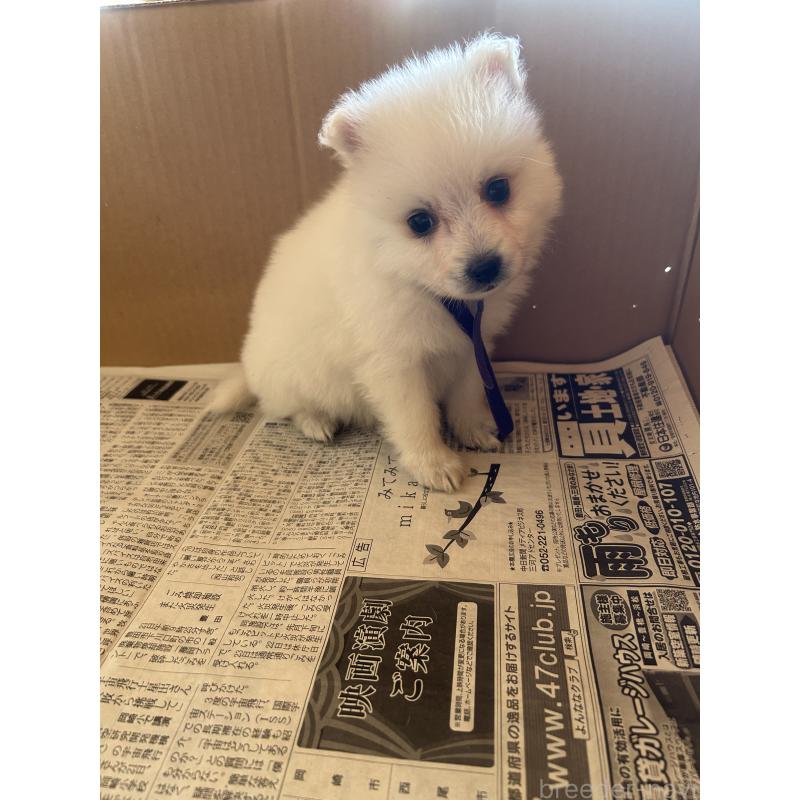 販売中の愛知県の日本スピッツ-427264