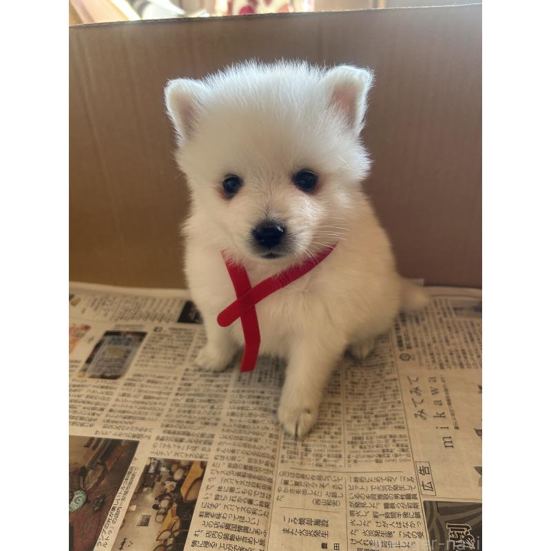 販売中の愛知県の日本スピッツ-427263の17枚目