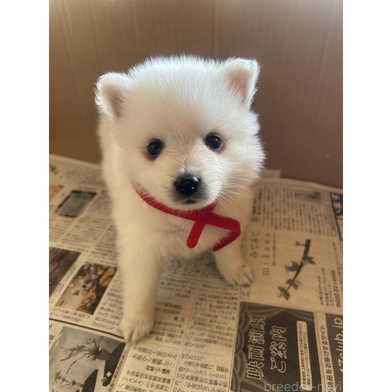 販売中の愛知県の日本スピッツ-427263の14枚目