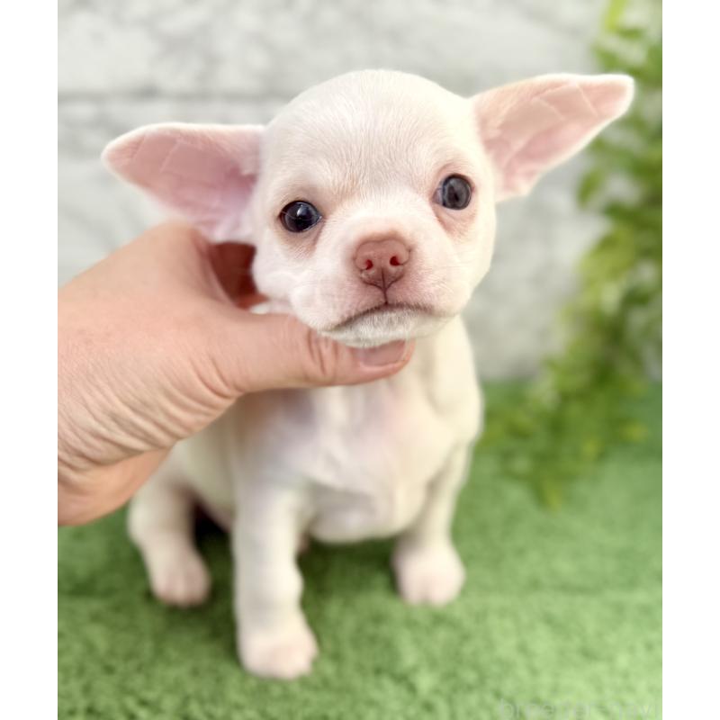 販売中の埼玉県のチワワ(スムースコート)-428360の5枚目