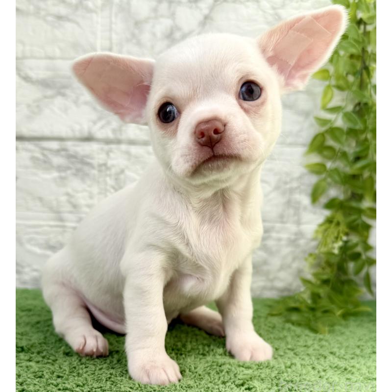 販売中の埼玉県のチワワ(スムースコート)-428360の4枚目