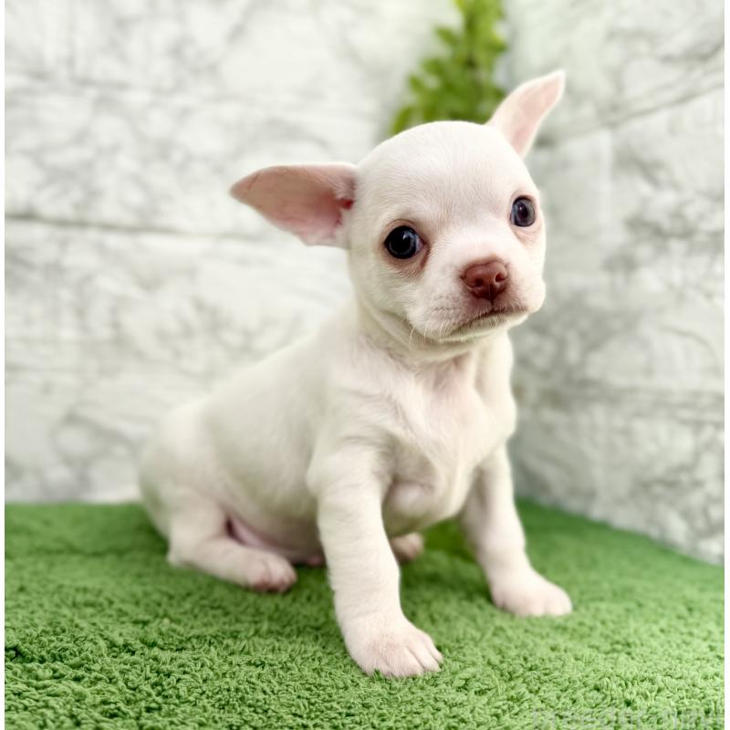 販売中の埼玉県のチワワ(スムースコート)-428360の3枚目