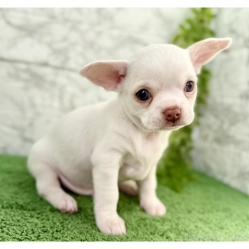 販売中の埼玉県のチワワ(スムースコート)-428360の2枚目