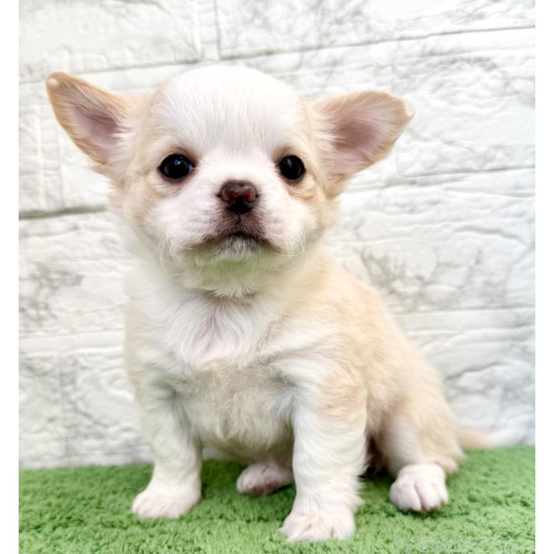 販売中の埼玉県のチワワ(ロングコート)-428359の6枚目