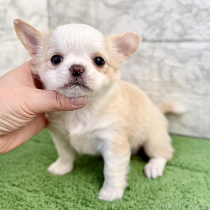 販売中の埼玉県のチワワ(ロングコート)-428359の5枚目