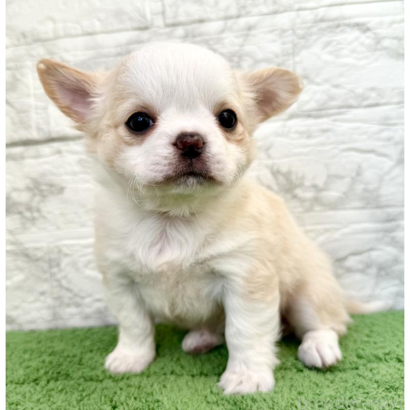 販売中の埼玉県のチワワ(ロングコート)-428359の4枚目