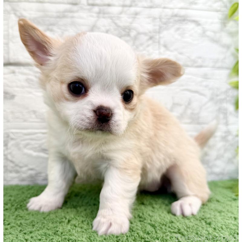 販売中の埼玉県のチワワ(ロングコート)-428359の3枚目