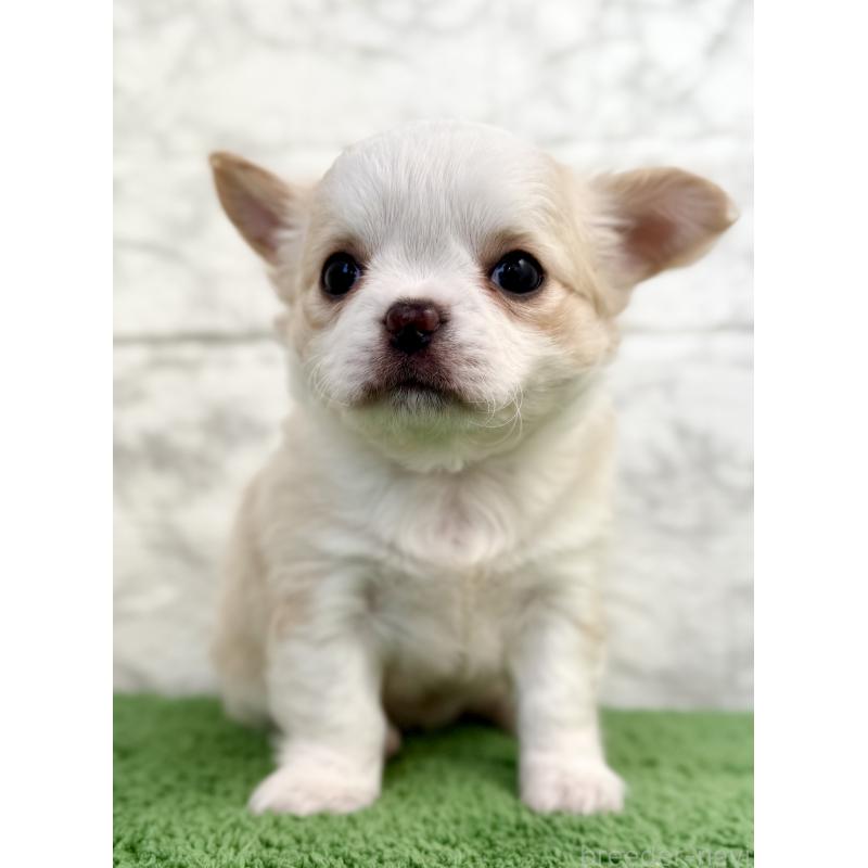 販売中の埼玉県のチワワ(ロングコート)-428359の2枚目