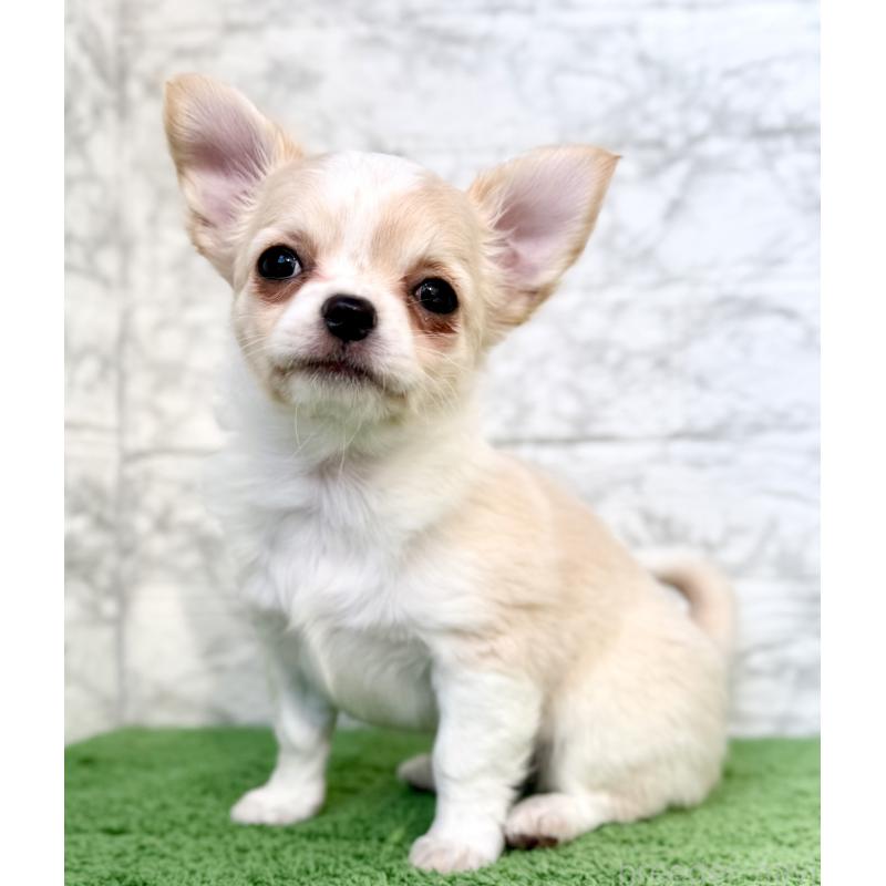 販売中の埼玉県のチワワ(ロングコート)-422567の7枚目